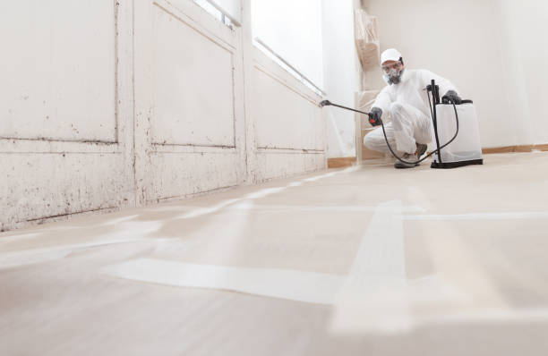 Black mold remediation team in Reading